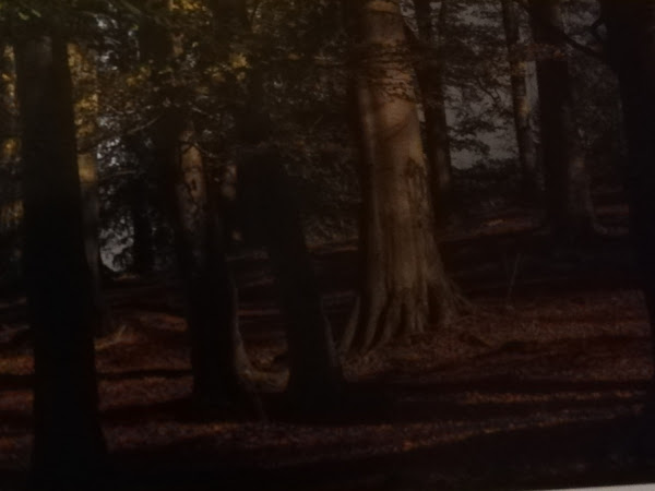 Codrii seculari de pe valea Dobrişoarei şi Prisloapei