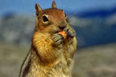 Животни: септембар 2013