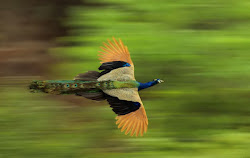 flying peacocks fly tj entertainment peacock distances while short