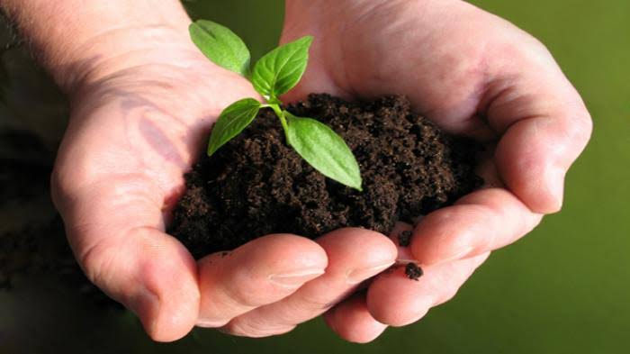 Pengertian Reboisasi Penyebab Tujuan Manfaat Dan Dampak Acara