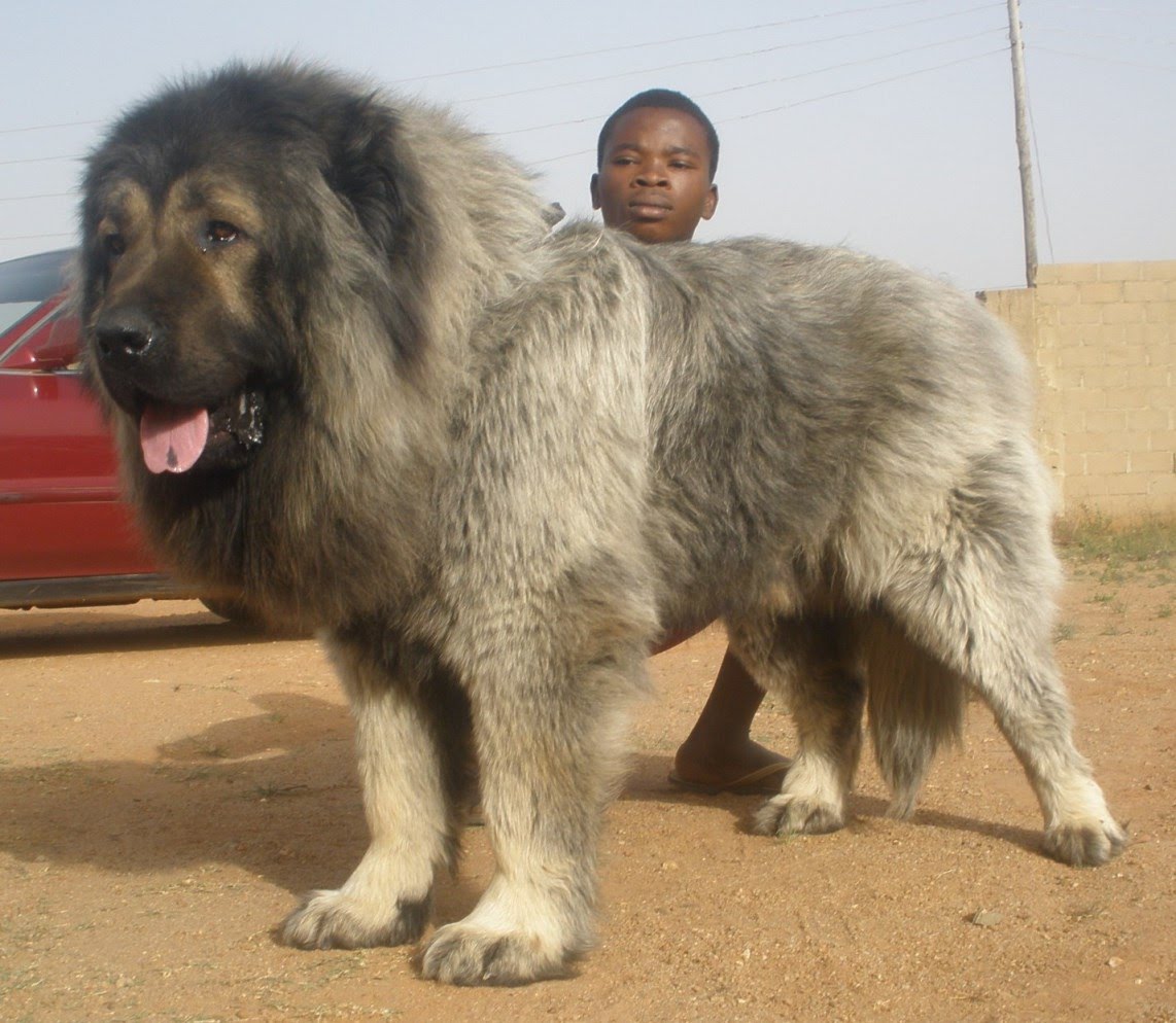 caucasian shepherd dog Caucasian shepherd russian dog breeds large