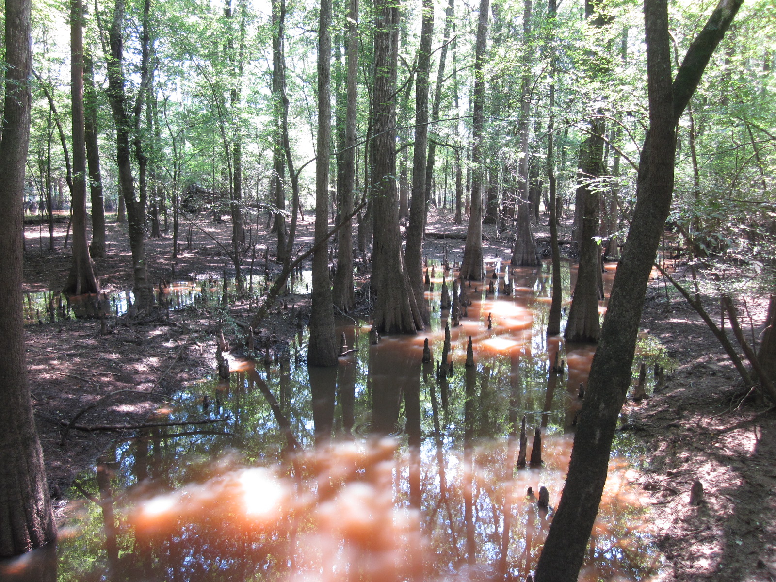 Love 2 Travel With Kids Lynches River County Park and Canopy Walk in