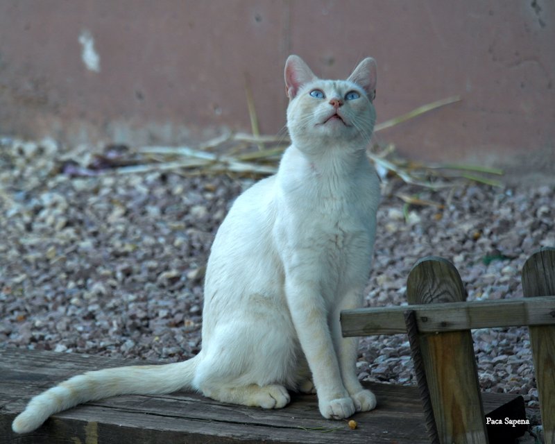 TODO SOBRE LOS GATOS