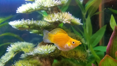 Orange balloon molly fish