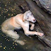 Drowning Dog Dramatically Hangs On In The Hope Of Being Rescued. Now Watch When She Sees The Rescuers!