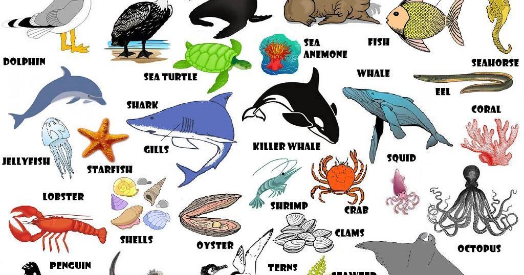 Рак на английском языке. Морские обитатели. Морские обитатели для детей. Морские животные названия. Обитатели моря список.
