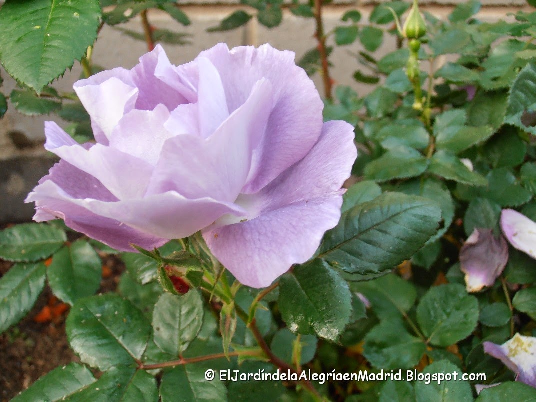El jardín de la alegría Blue for You, un rosal que sin ser azul no