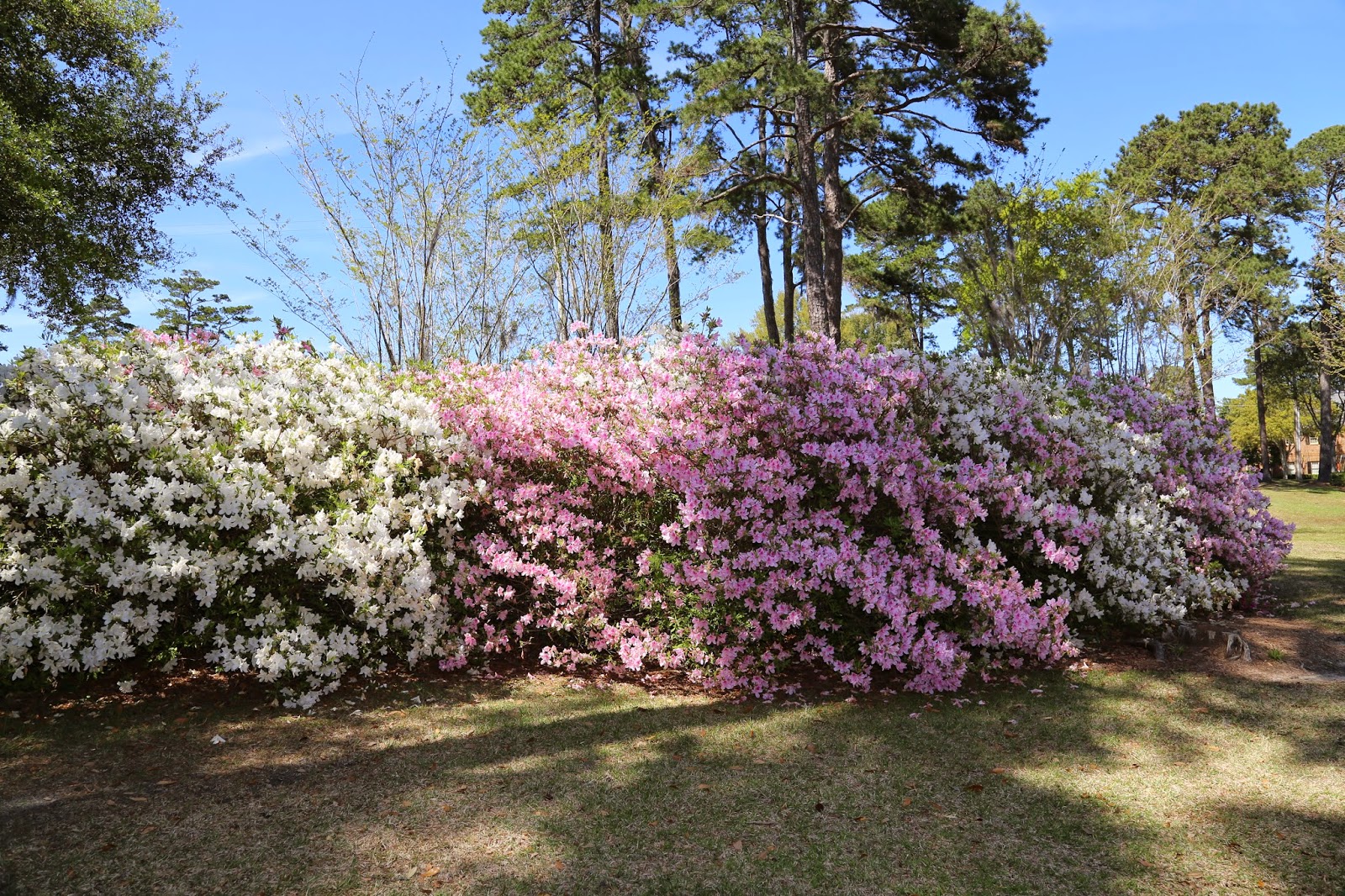 Sweet Southern Days: The Azaleas Are Blooming