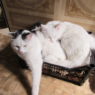 Блог Кота Васьки Дружит солнце с ветерком