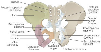 anatomi tulang pelvis (panggul), perbedaan tulang panggul (pelvis) laki-laki dan perempuan, sendi dan ligamen tulang panggul (pelvis), dan fisiologi otot dasar panggul (pelvis) manusia.