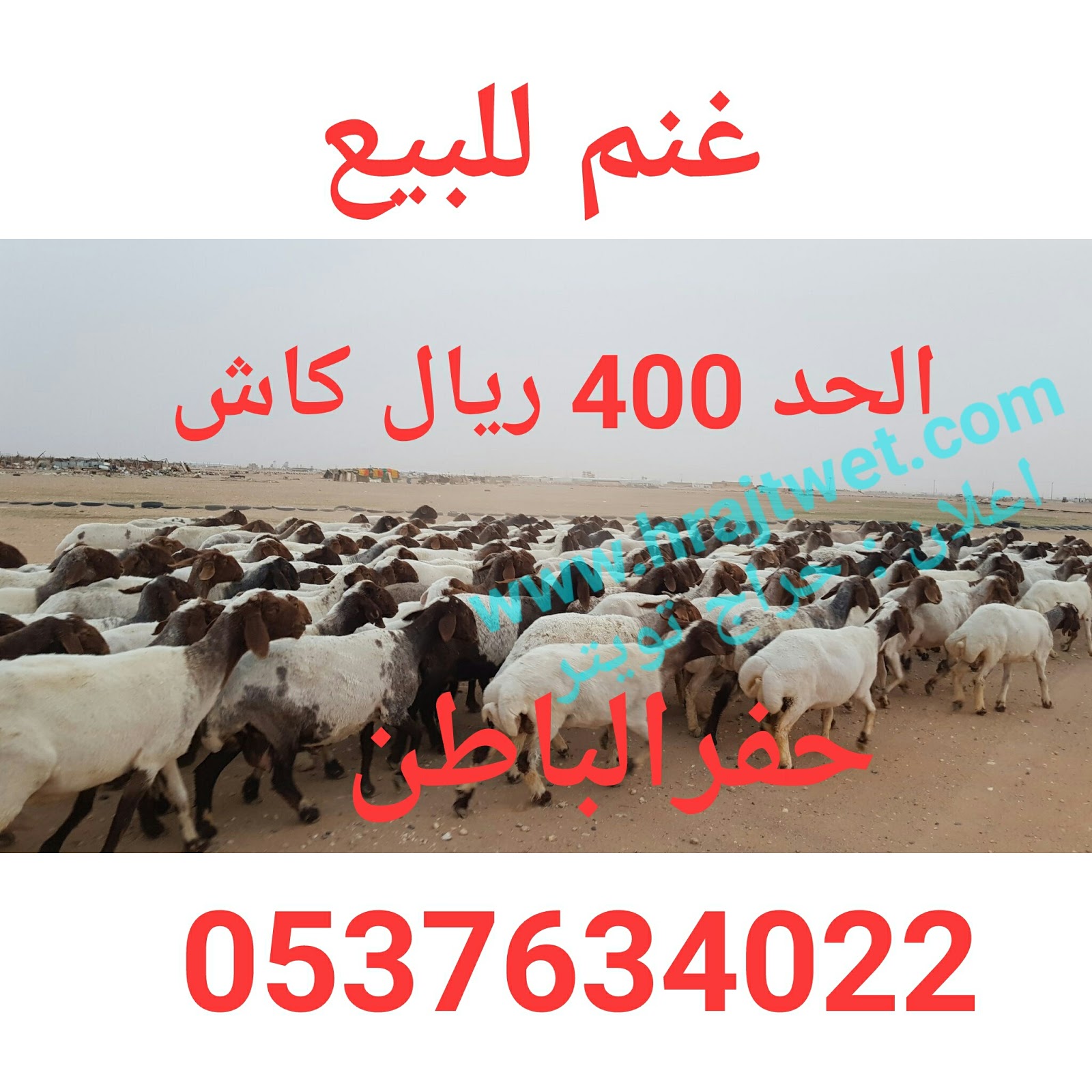 اسعار الغنم في الرياض