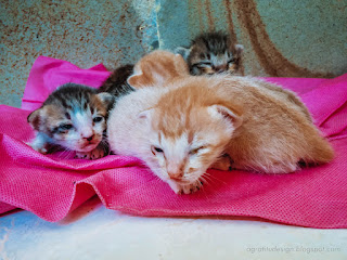 Newborn Kittens Open Sleepy Eyes On Cloth On The Floor Of The House North Bali Indonesia