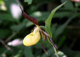 Lady's Slipper Orchid - Silverdale, Cumbria