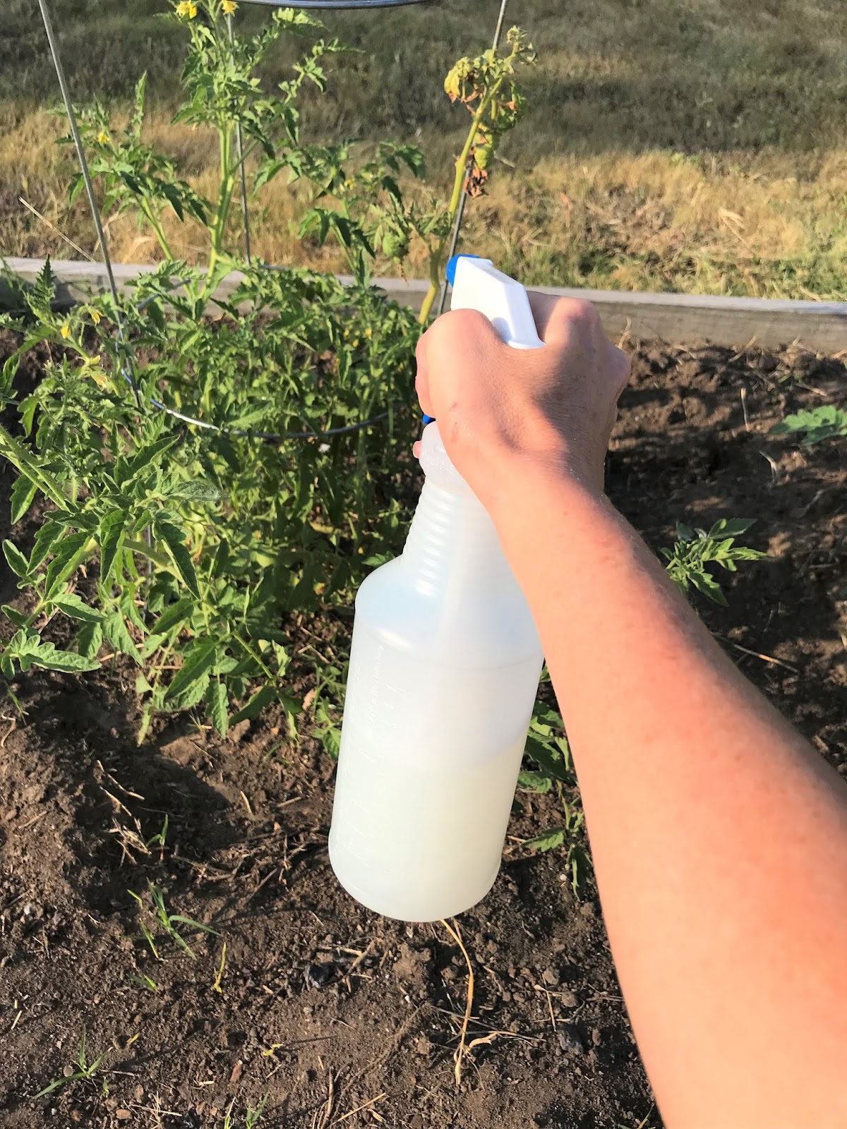 Clover House All Natural Garden Spray for Aphids