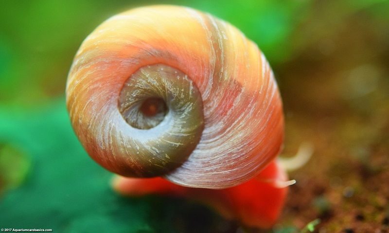 Gambar Ramshorn snails