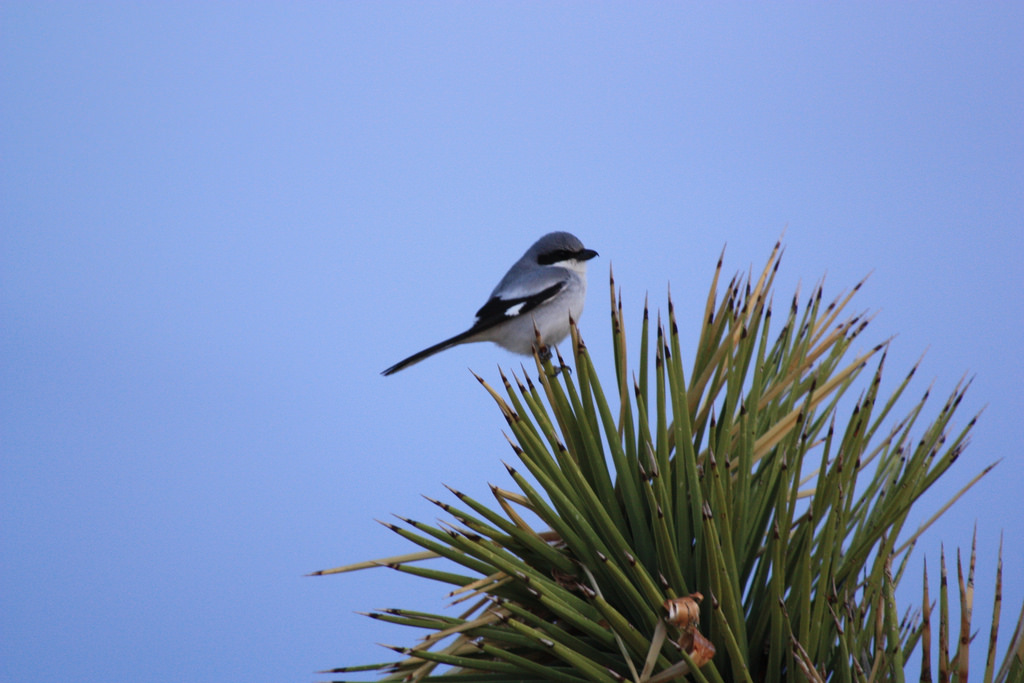 Earth and Space News: American Loggerhead Shrike Habitats: Gray Bodies ...