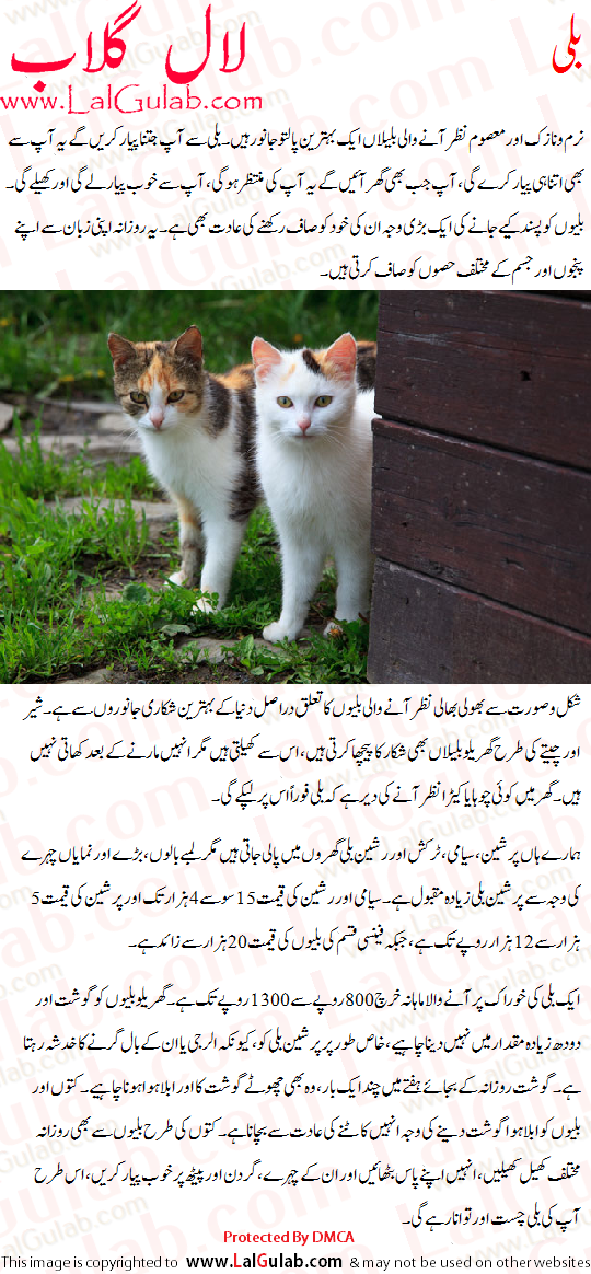 my cat essay for class 1 in urdu