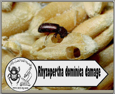 Rhyzopertha dominica damage