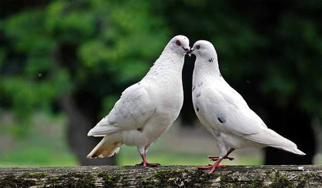 Ciri Ciri Burung Merpati Ciri Ciri Burung Merpati