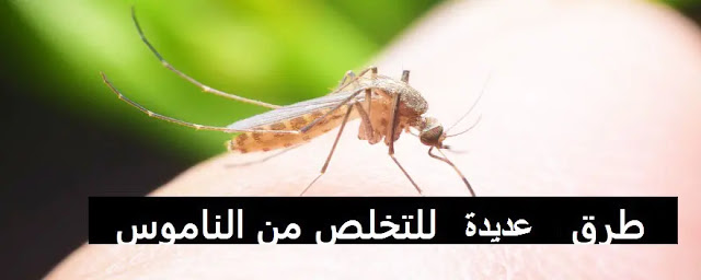 أفضل الطرق للتخلص من الناموس بكل سهولة أفضل الطرق للتخلص من الناموس بكل سهولة