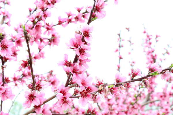 photography, peach tree, flowers