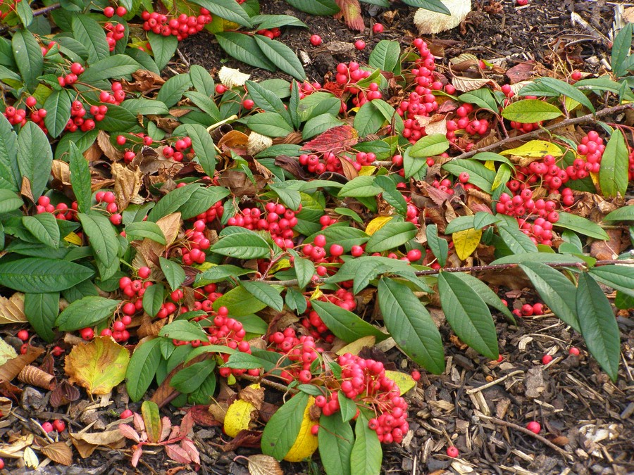 Vegetal Art La Minute Jardin Sur France Bleu Berry Societe D