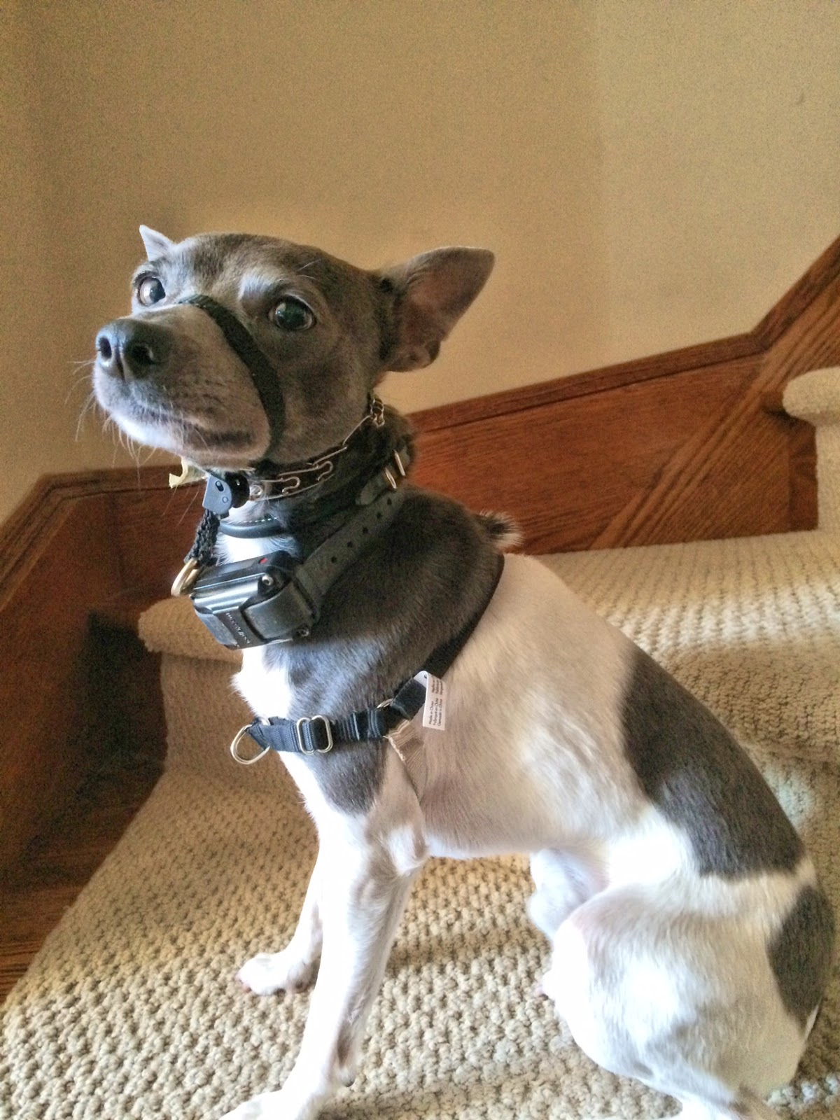 prong collar for chihuahua