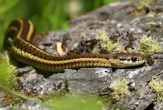 Benefits of Eating Snake