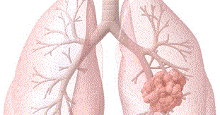 Sains Tahun 4 5 6 Organ Pernafasan Haiwan