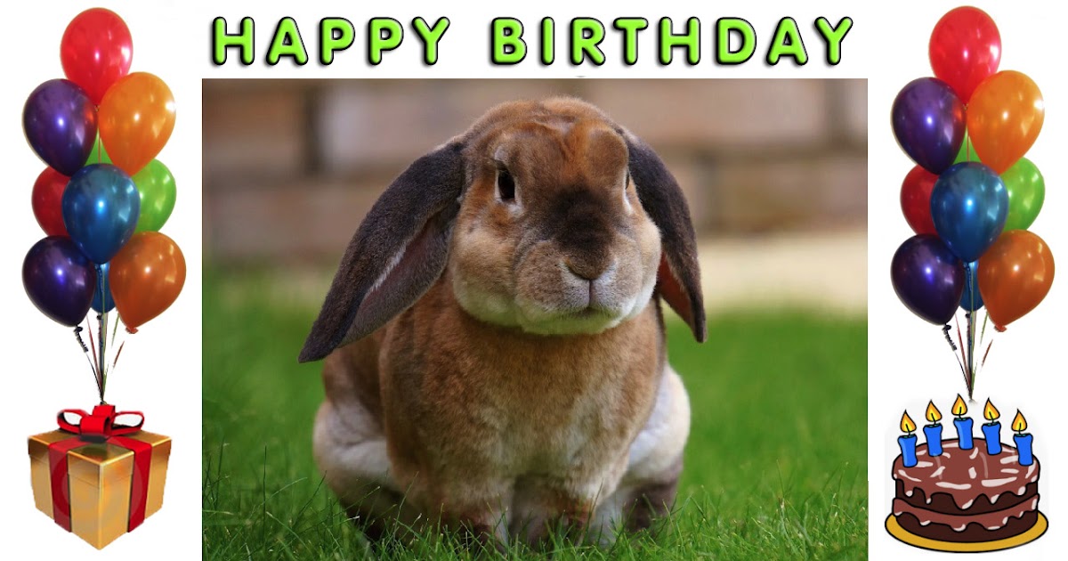 Rabbit illustrated, birthday celebration card