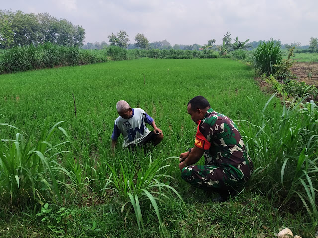Tingkatkan Hasil Panen, Babinsa Desa Peleman Cek Tanaman Padi Tingkatkan Hasil Panen, Babinsa Desa Peleman Cek Tanaman Padi