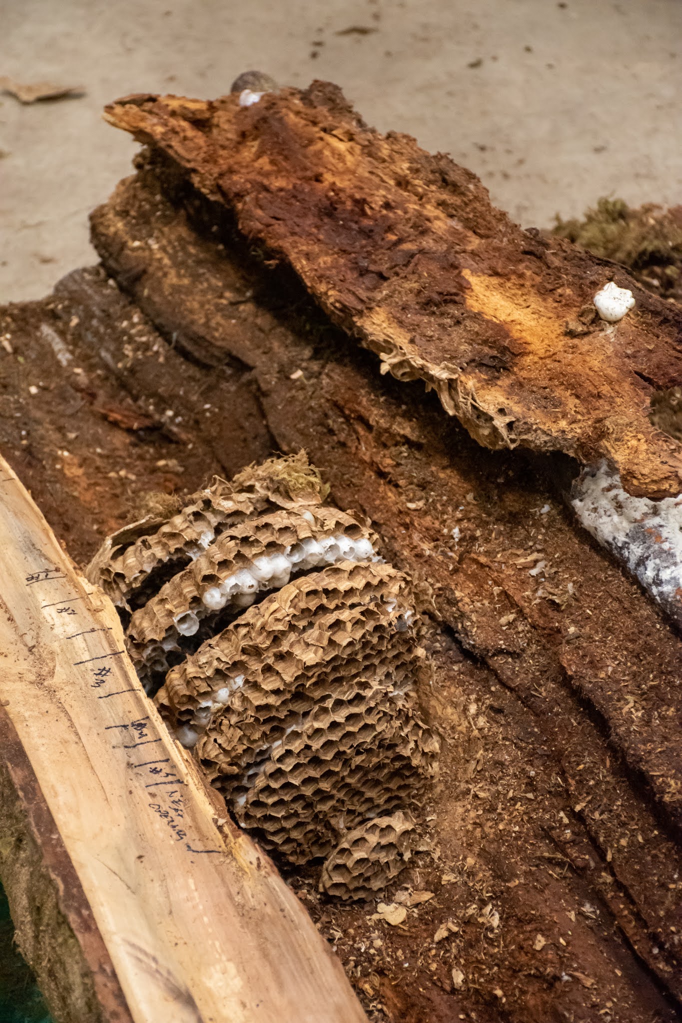 Picture of Asian Giant Hornet nest