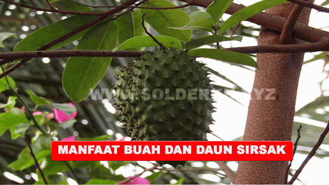 MANFAAT BUAH SIRSAK