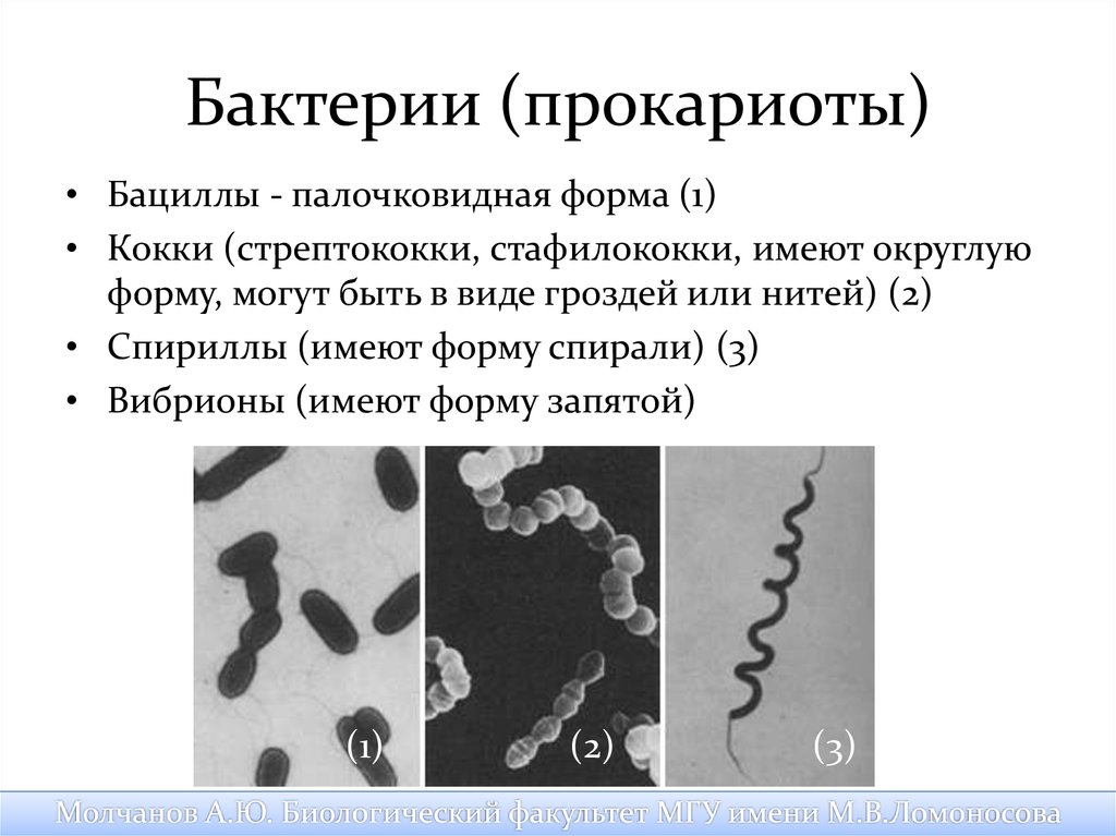 Значение прокариот. Бактерии прокариоты. Микроорганизмы прокариоты. Патогенные микроорганизмы прокариоты. Патогенные бактерии прокариоты.