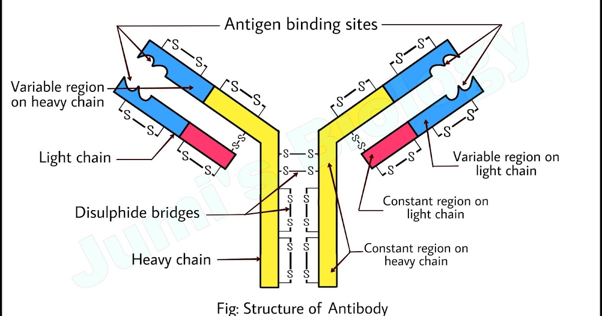 Correctly Label The Structure Of An Antibody. Antibody: Structure ||Class 12 Biology