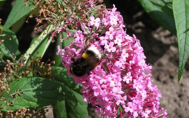 Bureaubald achtergrond met een hommel op een vlinderstruik