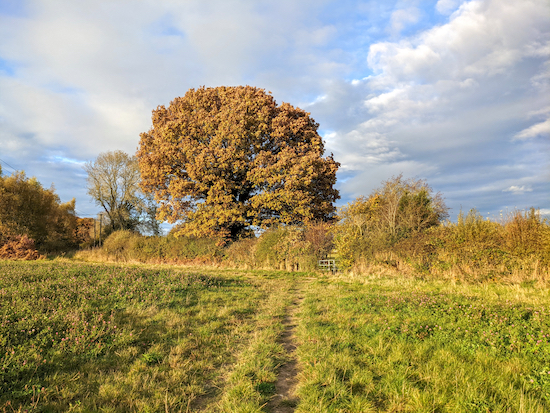 Wigginton footpath 17 to the right of the tree