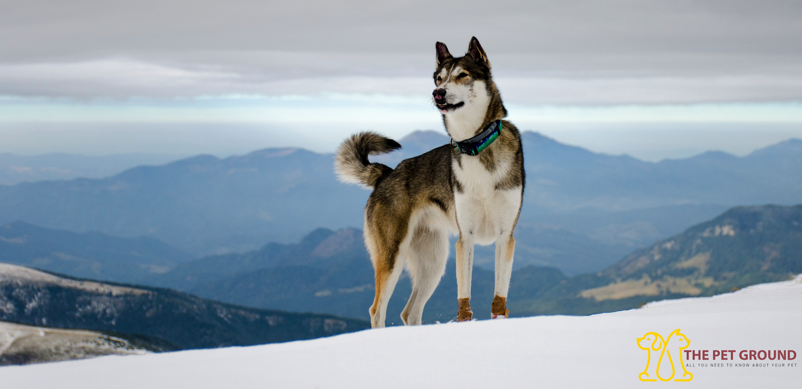 about husky dogs