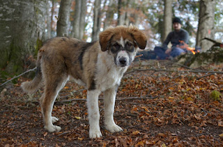 Romanya Karpat çoban köpeği yavrusu