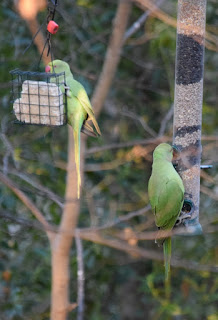 2 Wild Ringed-Neck Parakeets on a bird feeder in Armstrong Park