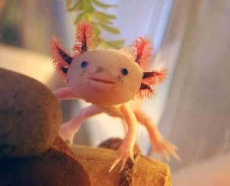 أغرب سبعة حيوانات على وجه الأرض تدوين دوت نت