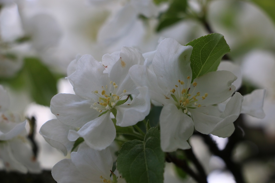 Michigan Exposures: Return of the Cherry Maple Blossoms