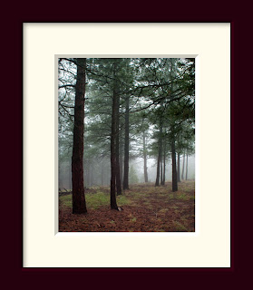 A pine forest in the northern Colorado Rocky Mountains takes on a serene glow in the foggy mists.