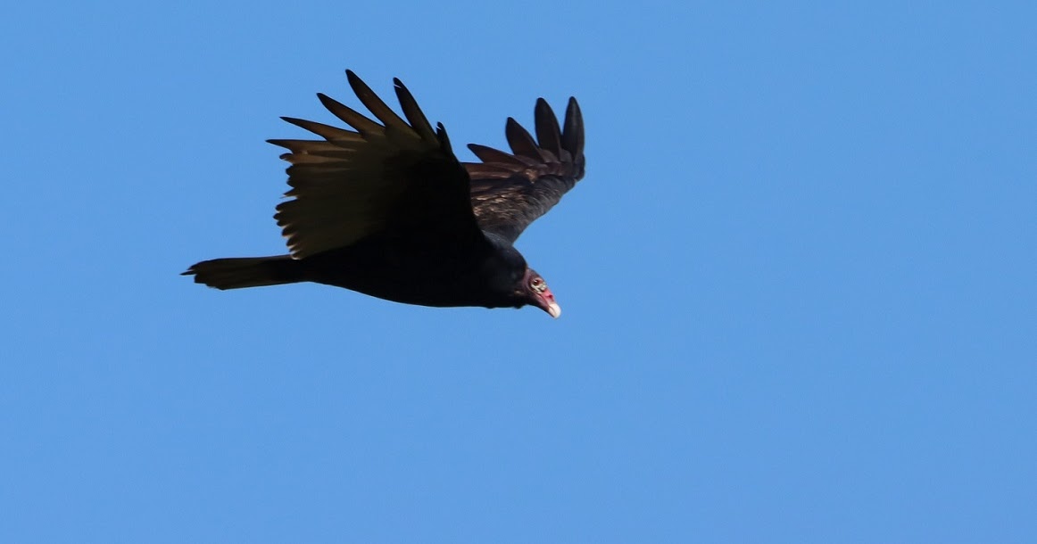 Michigan Exposures Catching a Turkey Vulture