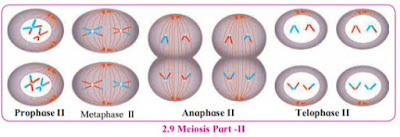 Meiosis II
