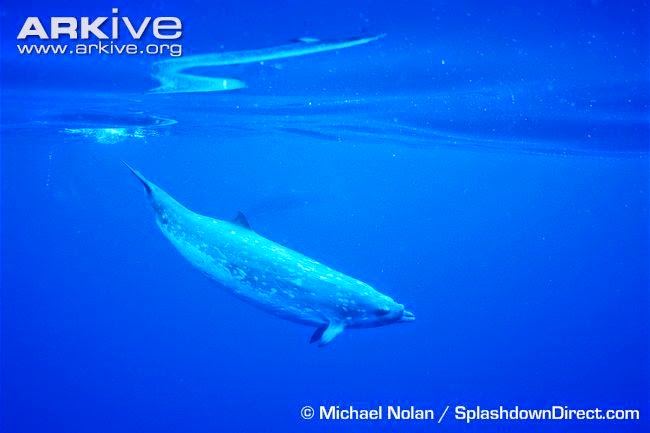 Blainville´s beaked Whale