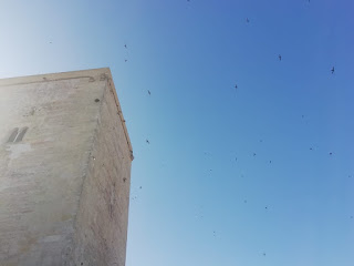 Torre del Homenaje vencejos Torre del Homenaje vencejos