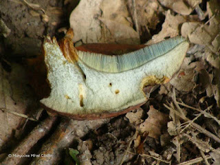 Rubroboletus lupinus DSC159269