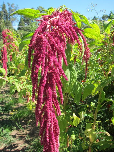 How to Grow Amaranth, Tips and Guide to Growing Amaranth Everything