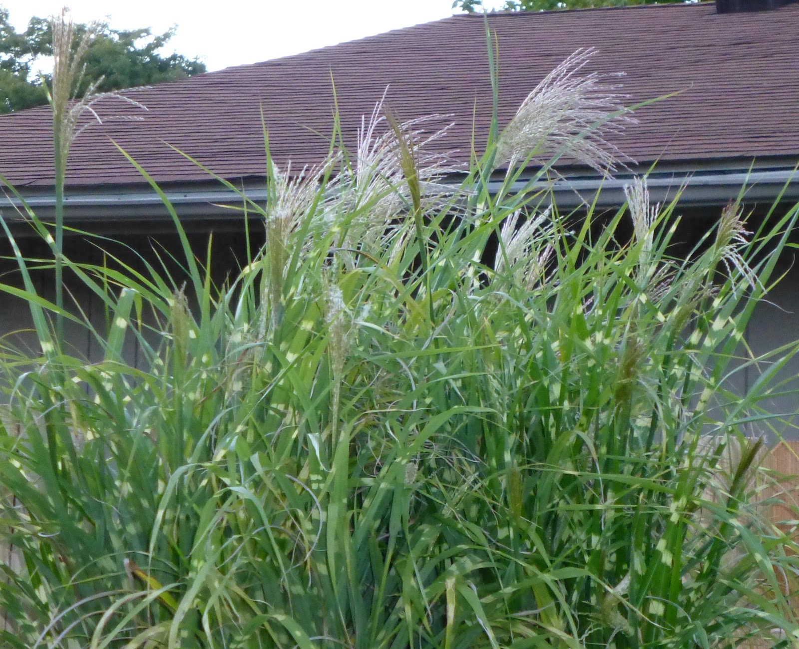 My Life in Retirement: I love grasses, I hate grass